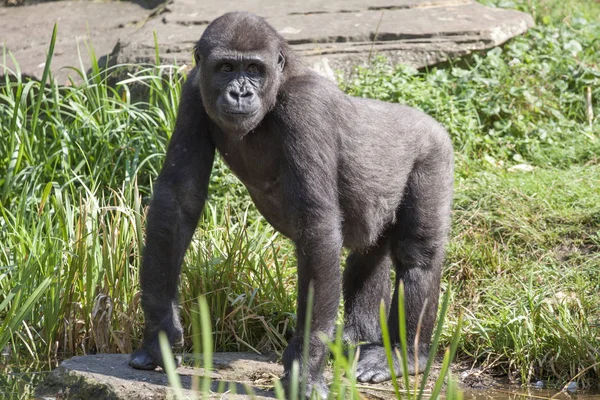 El gorila está en la mano y los pies — Foto de Stock