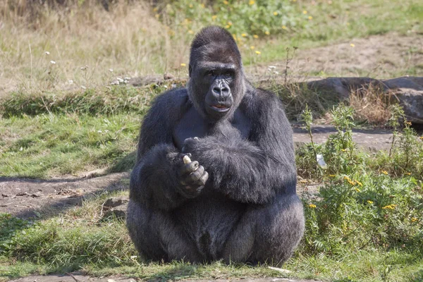 Gorila en el zoológico — Foto de Stock