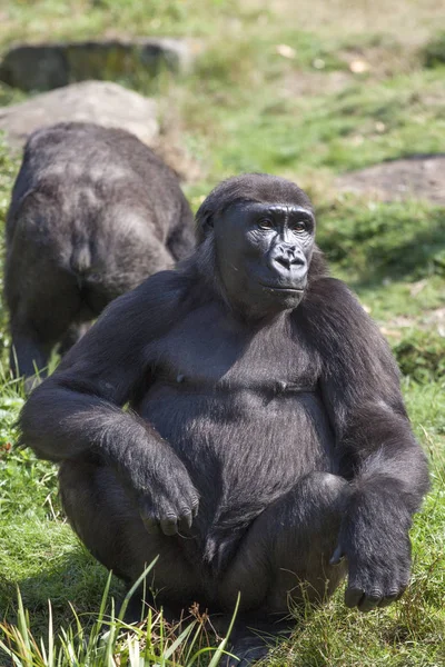 Grande gorila de cerveja no zoológico — Fotografia de Stock