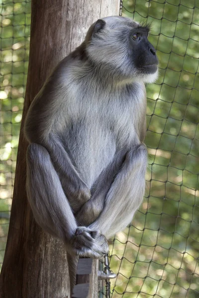 座ってハヌマンラングール猿 — ストック写真