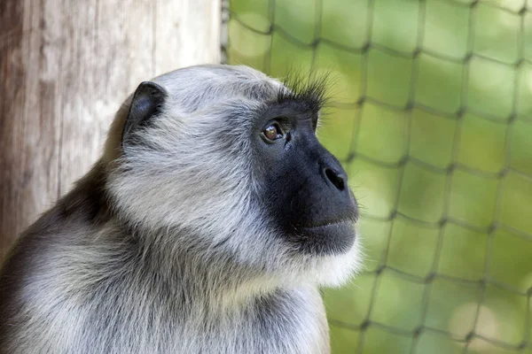 Mono de Langur gris — Foto de Stock