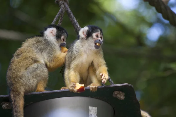Dos monos ardilla comiendo — Foto de Stock