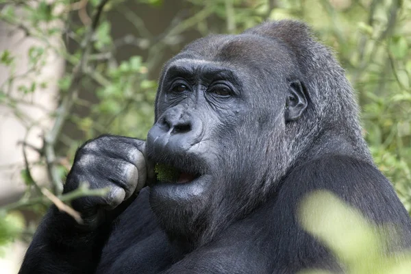 Retrato Gran Gorila Dorso Plateado — Foto de Stock