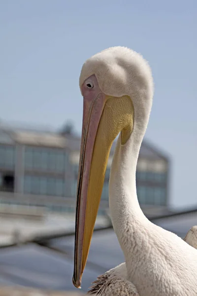 Closeup Picture Pelican Beak — Stock Photo, Image