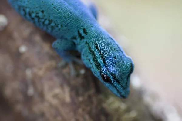 Macro photo of a small blue gecko — Stock Photo, Image