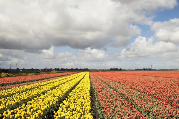 Campo Grande Con Hermosos Tulipanes Amarillos Anaranjados Primavera Con Hermoso — Foto de Stock