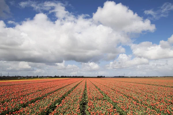 Velké Zorné Pole Oranžové Tulipány Jaře Obraz Vysokým Kontrastem Krásné — Stock fotografie