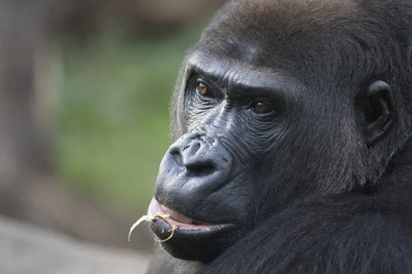 Headshot Gorilla — Stock Photo, Image