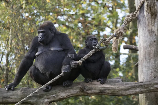 Gorila Mãe Criança Sentados Bar Zoológico — Fotografia de Stock