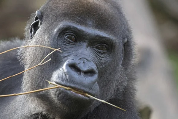 Retrato Gorila Africano Occidental Negro — Foto de Stock