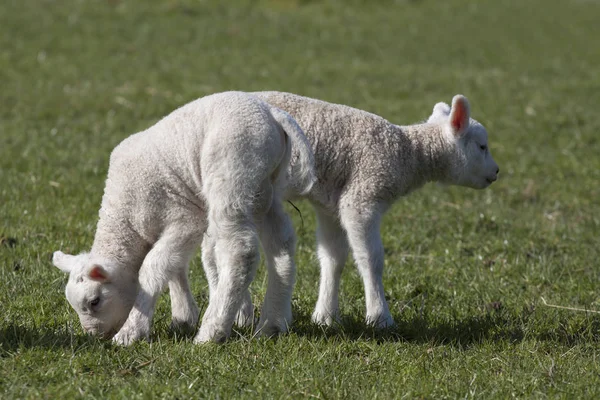 阳光下的两只小羊羔 — 图库照片