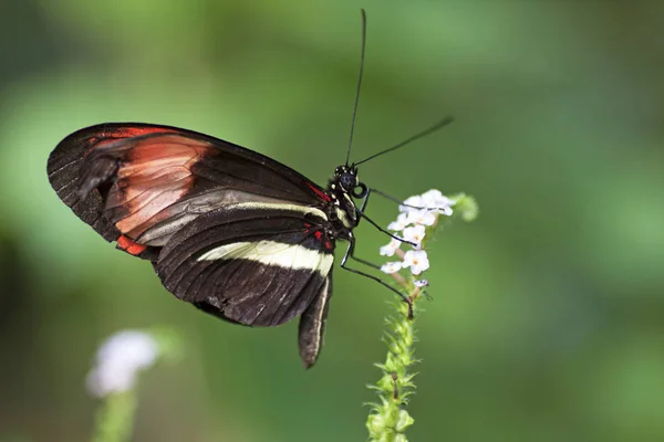 Macrophoto Van Een Kleurrijke Vlinder — Stockfoto