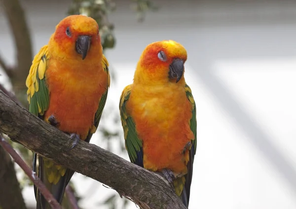 Two Sun Parakeet Aratinga Solstitialis Sitting Branch — Stock Photo, Image