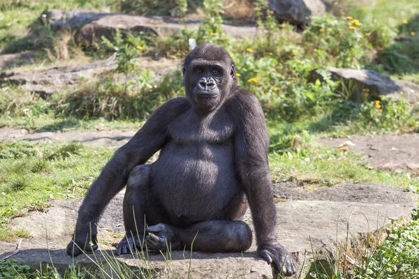 Gorilla Mira Gente Que Está Observando — Foto de Stock
