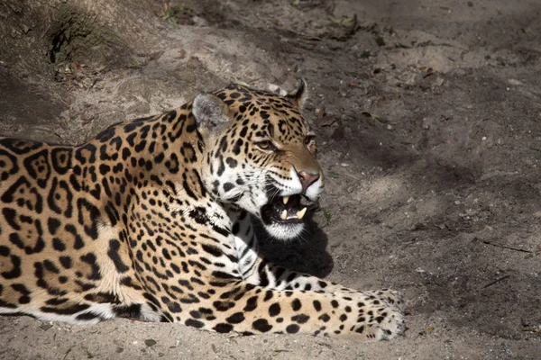 Young Beautiful Jaguar Zoo — Stock Photo, Image