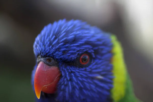 Headshot Modrý Zelený Papoušek Lori Rozmazané — Stock fotografie