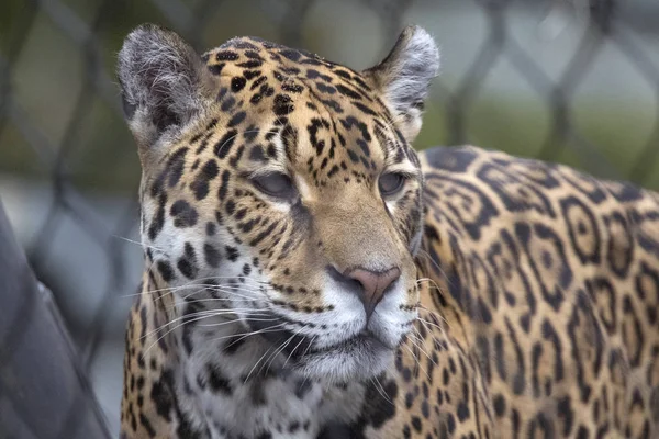 Όμορφη Headshot Του Μια Jaguar — Φωτογραφία Αρχείου
