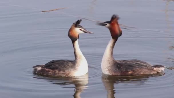 Baltzing Grebe Filmed Spring — Stock Video