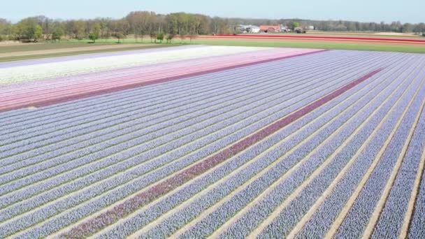 美しい柔らかい色のヒヤシンスの花を持つフィールドの三脚モードで撮影ドローン ドローンはゆっくりと飛行する 4K映像記録 — ストック動画