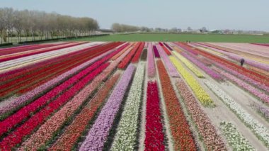 Hollanda ilkbaharında, üst üste mor laleli bir tarlanın 4K drone görüntüleri.