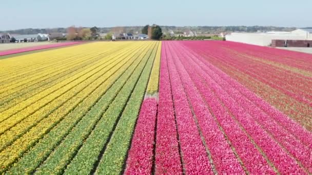 Drone Video Pola Tulipanów Żółtymi Czerwonymi Kwiatami Lisse Drone Footage — Wideo stockowe