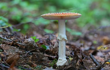 Vahşi orman mantarları makroyu kapatır.