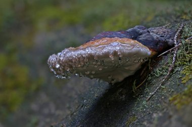 Vahşi orman mantarları makroyu kapatır.