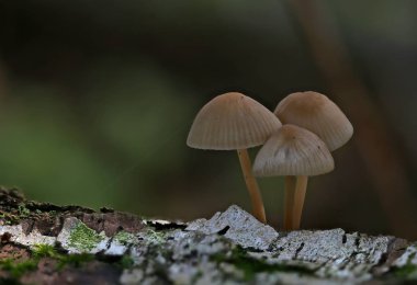 Vahşi orman mantarları makroyu kapatır.