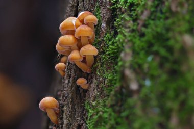 Vahşi orman mantarları makroyu kapatır.