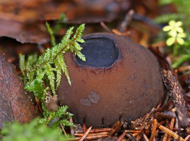 Ultrarare mantarı Sarcosoma globosum