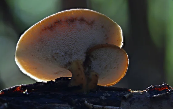 Vilda Skogssvampar Nära Makro — Stockfoto