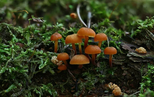 Funghi Selvatici Della Foresta Vicino Macro — Foto Stock