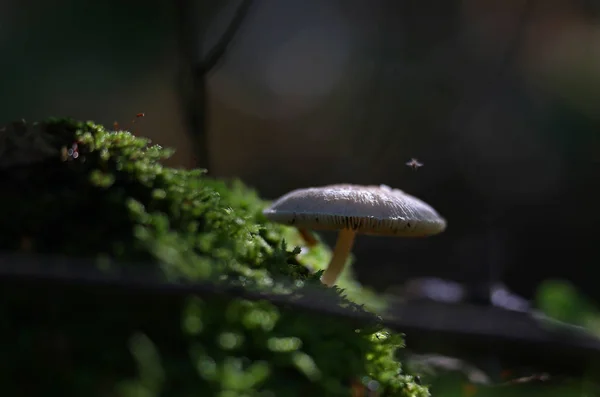 Champignons Forêt Sauvage Close Macro — Photo