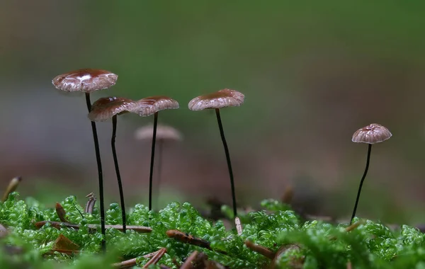 Wilde Waldpilze Machen Makro Dicht — Stockfoto