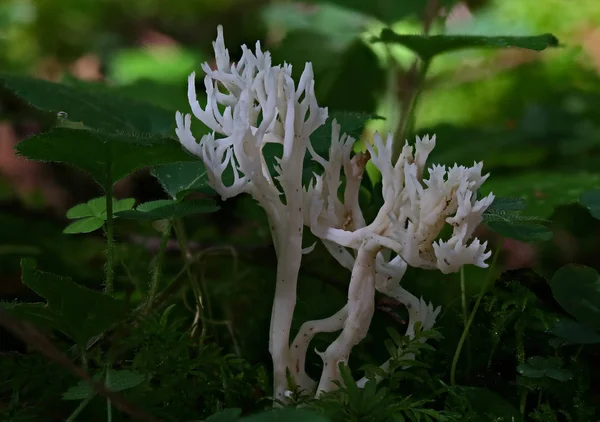 Wild Forest Mushrooms Close Macro — Stock Photo, Image