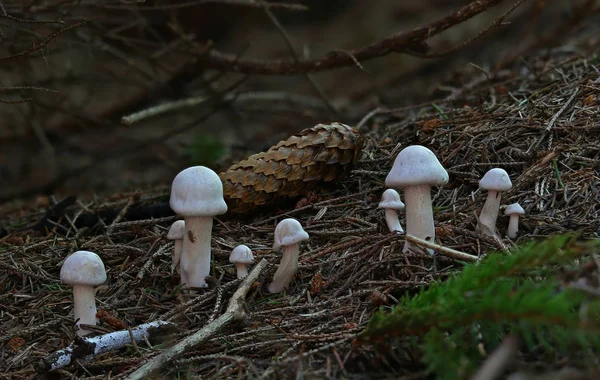 Cogumelos Florestais Selvagens Perto Macro — Fotografia de Stock