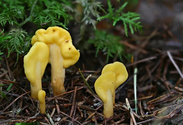 Wild Forest Mushrooms Close Macro — Stock Photo, Image