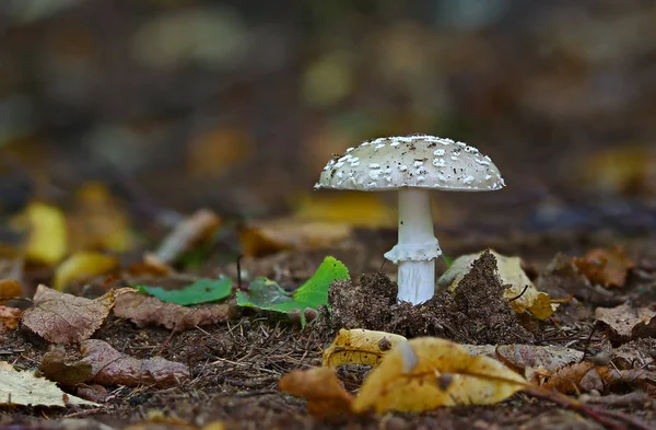 Wilde Waldpilze Machen Makro Dicht — Stockfoto