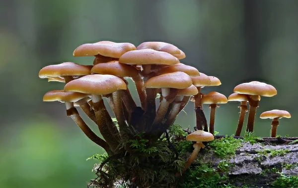 Funghi Selvatici Della Foresta Vicino Macro — Foto Stock