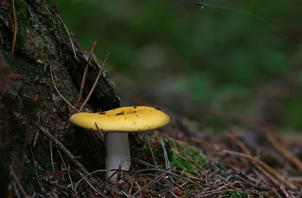 Wilde Bospaddenstoelen Close Macro — Stockfoto