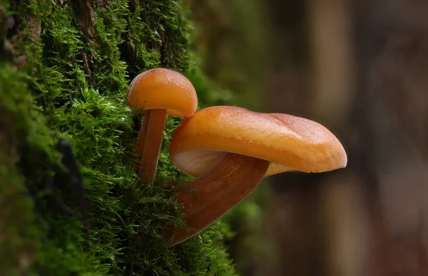 Funghi Selvatici Della Foresta Vicino Macro — Foto Stock