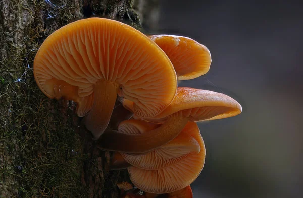 Wild Forest Mushrooms Close Macro — Stock Photo, Image
