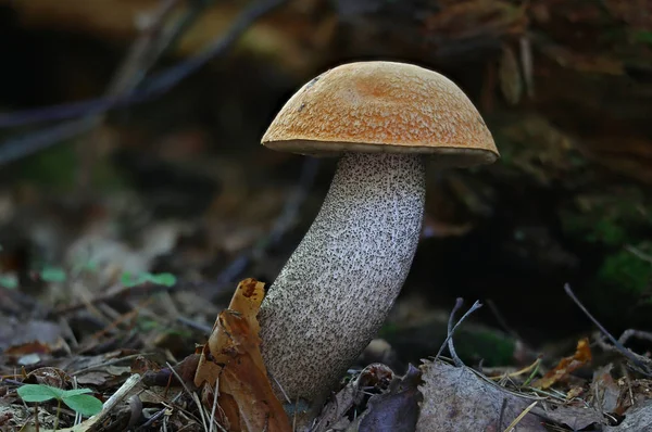 Wilde Waldpilze Machen Makro Dicht — Stockfoto