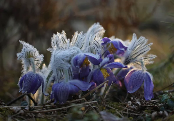 Spring beauties - rare endangered pasqueflowers