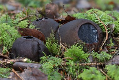 Nesli tükenmekte olan nadir mantarlardan Sarcosoma globosum, makroyu kapatın.