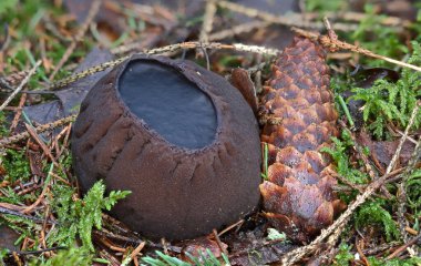 Nesli tükenmekte olan nadir mantarlardan Sarcosoma globosum, makroyu kapatın.