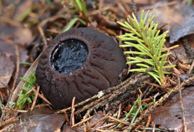 Nesli tükenmekte olan nadir mantarlardan Sarcosoma globosum, makroyu kapatın.