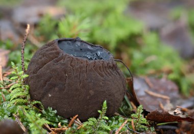 Nesli tükenmekte olan nadir mantarlardan Sarcosoma globosum, makroyu kapatın.