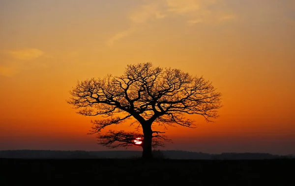 Old Lonely Oak Winter Sunset — Stock Photo, Image