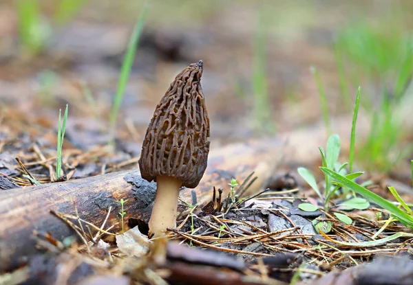 Seta Morel Comestible Solitaria Primavera —  Fotos de Stock